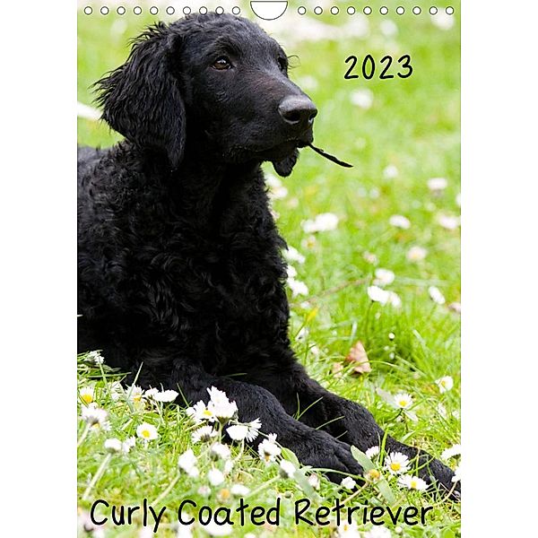 Curly Coated Retriever 2023 (Wandkalender 2023 DIN A4 hoch), Vika-Foto