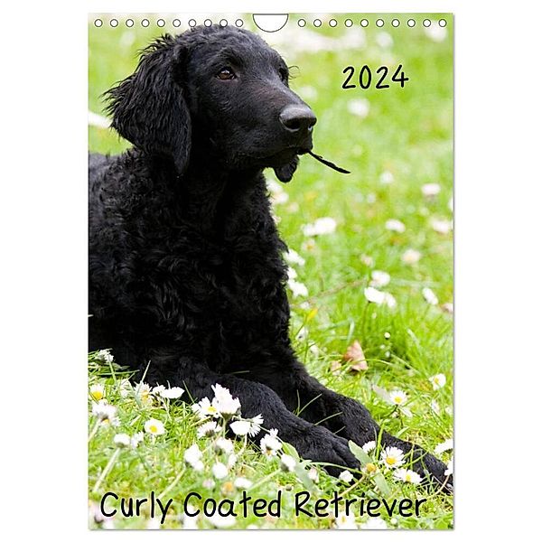 Curly Coated Retriever 2024 (Wandkalender 2024 DIN A4 hoch), CALVENDO Monatskalender, Vika-Foto
