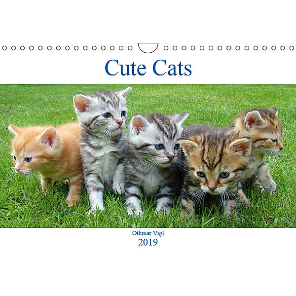 Cute Cats (Wall Calendar 2019 DIN A4 Landscape), Othmar Vigl
