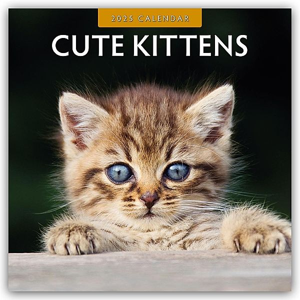 Cute Kittens - Niedliche Kätzchen 2025 - 16-Monatskalender, Robin Red