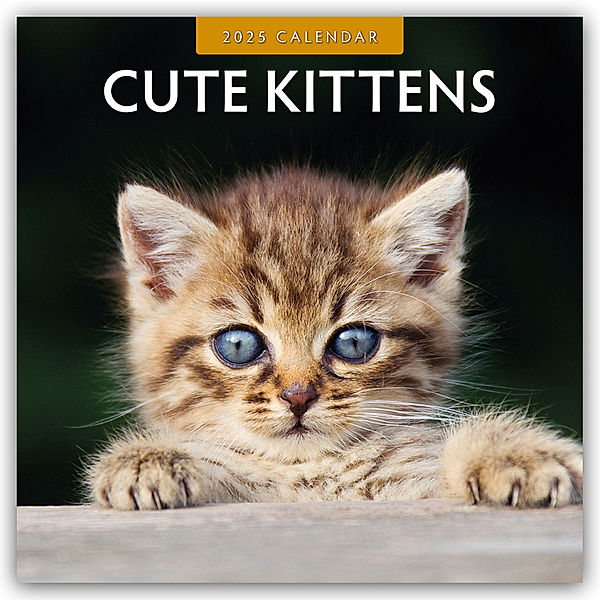 Cute Kittens - Niedliche Kätzchen 2025 - 16-Monatskalender, Red Robin Publishing Ltd