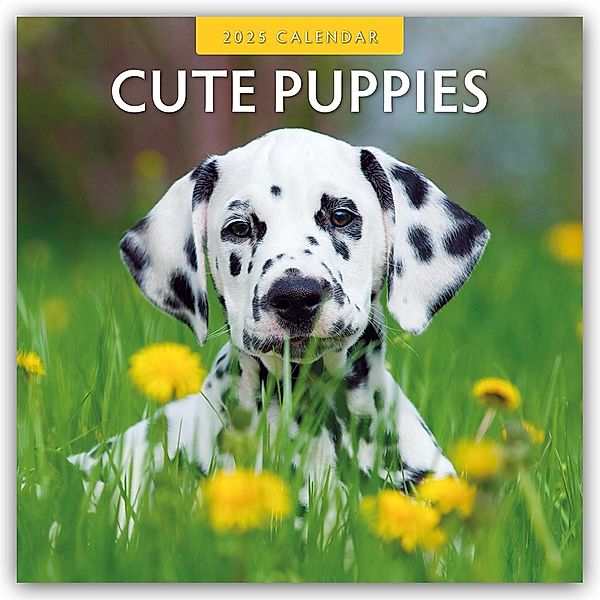 Cute Puppies - Niedliche Hundewelpen 2025 - 16-Monatskalender, Robin Red