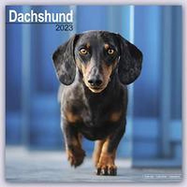 Dachshund - Dackel 2023 - 16-Monatskalender