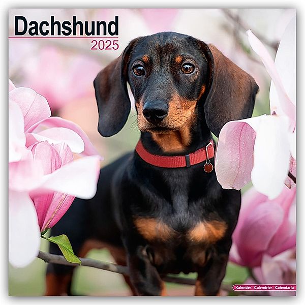 Dachshund - Dackel 2025 - 16-Monatskalender, Avonside Publishing Ltd