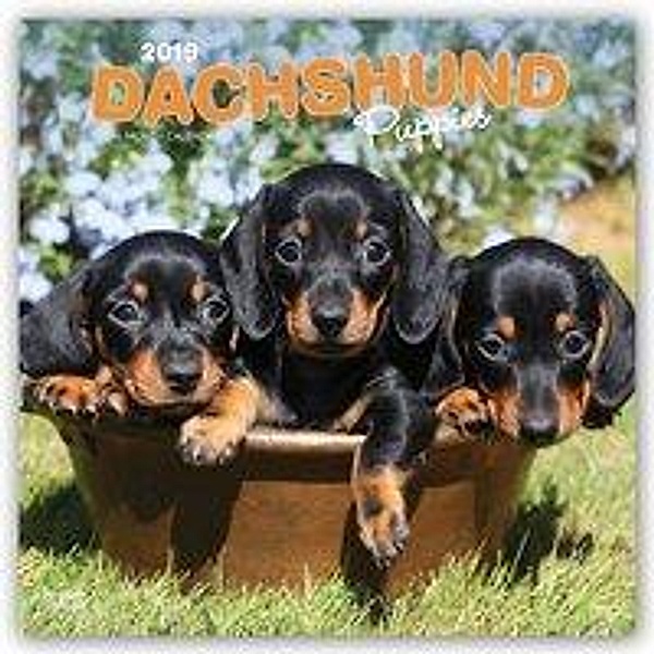 Dachshund Puppies - Dackelwelpen 2019 - 18-Monatskalender mi
