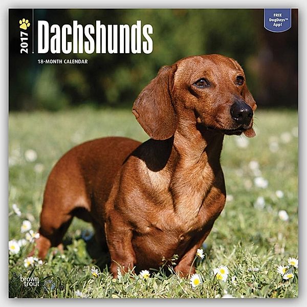 Dachshunds 2017, Inc Browntrout Publishers