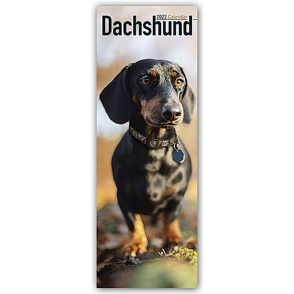 Dachshunds - Dackel 2022, Avonside Publishing Ltd