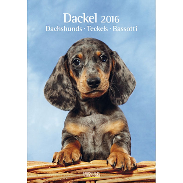 Dackel 2016