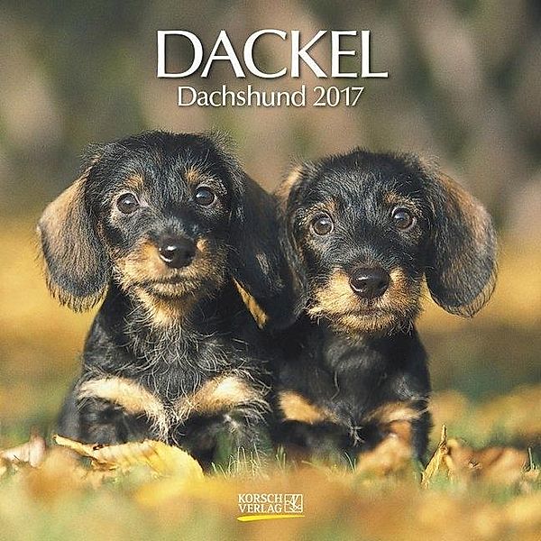 Dackel 2017