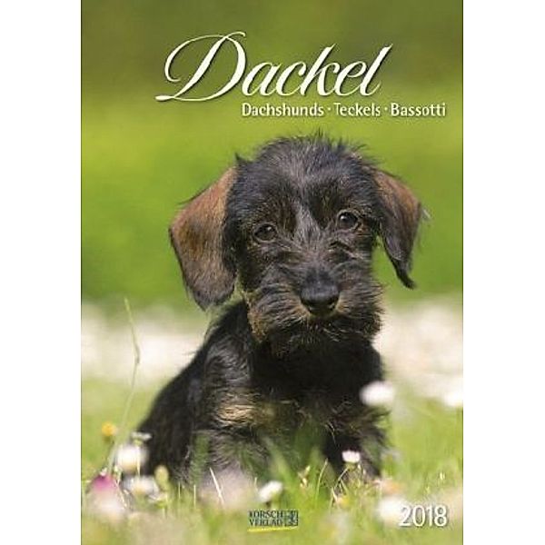 Dackel 2018