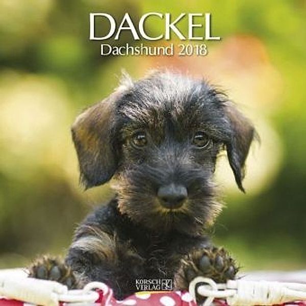 Dackel 2018