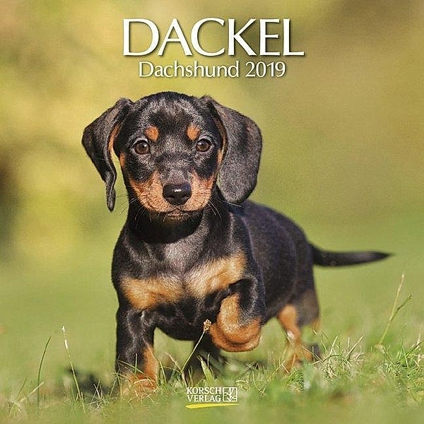 Dackel 2019