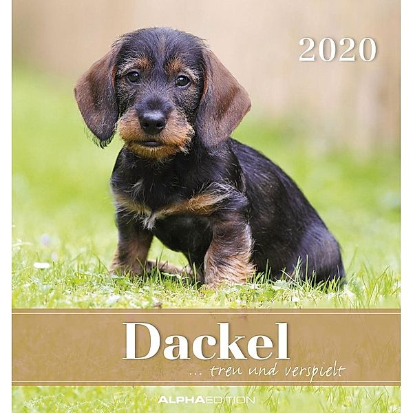 Dackel 2020, ALPHA EDITION