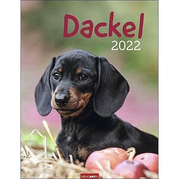 Dackel 2022