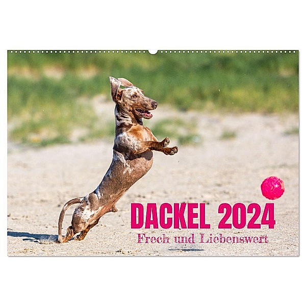 DACKEL 2024 Frech und Liebenwert (Wandkalender 2024 DIN A2 quer), CALVENDO Monatskalender, Annett Mirsberger tierpfoto