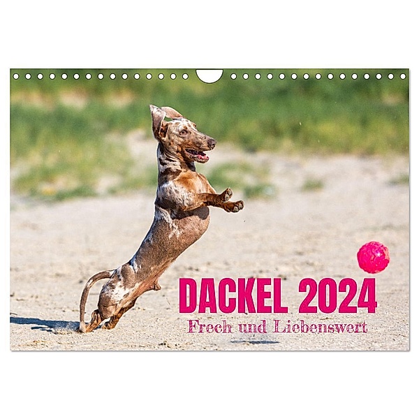 DACKEL 2024 Frech und Liebenwert (Wandkalender 2024 DIN A4 quer), CALVENDO Monatskalender, Annett Mirsberger tierpfoto