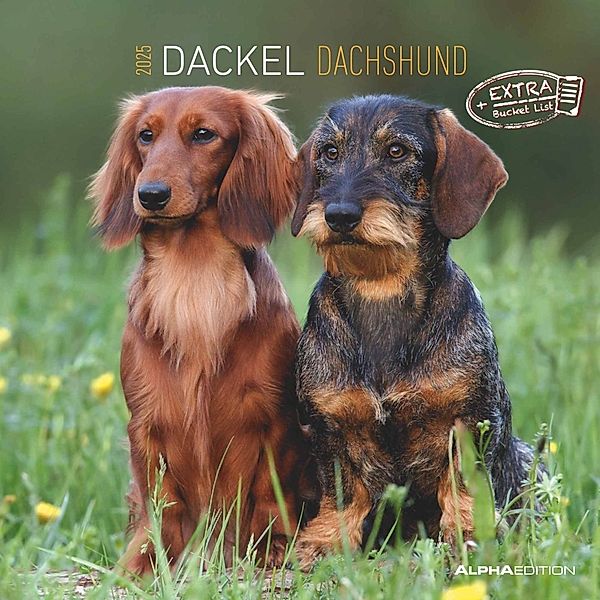 Dackel 2025 - Broschürenkalender 30x30 cm (30x60 geöffnet) - Kalender mit Platz für Notizen - Dachshund - Bildkalender - Wandplaner - Dackelkalender