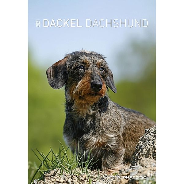 Dackel / Dachshund 2021