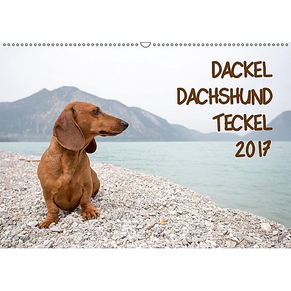 DACKEL DACHSHUND TECKEL 2017 (Wandkalender 2017 DIN A2 quer), Annett Mirsberger