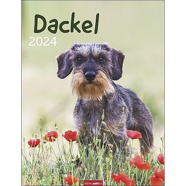 Dackel. Jahres-Wandkalender 2024 mit Platz für Notizen und Termine. Foto-Kalender für Hundefans und Dackelliebhaber. Bildkalender 2024 im Hochformat 30x39 cm