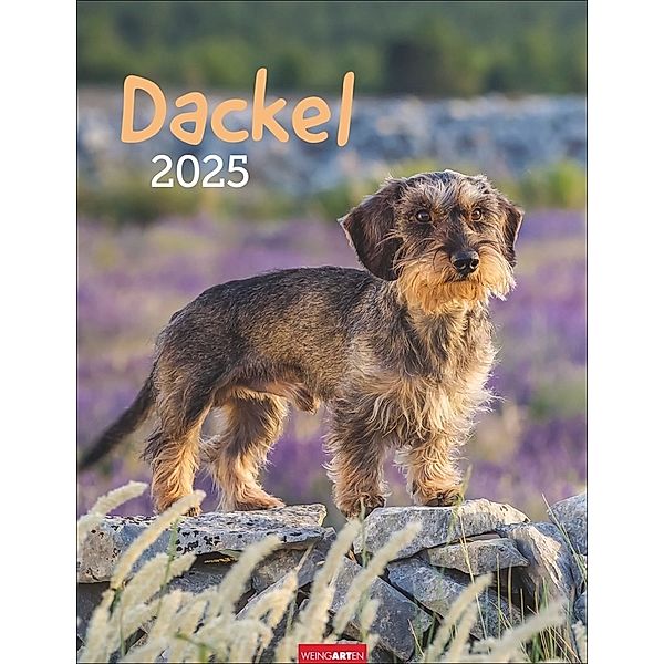 Dackel Kalender 2025