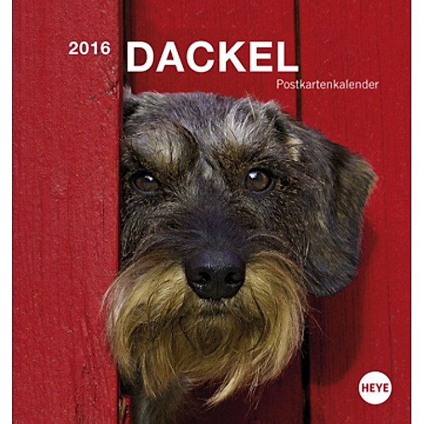 Dackel Postkartenkalender 2016