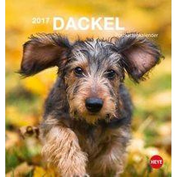 Dackel Postkartenkalender 2017