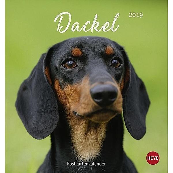 Dackel Postkartenkalender 2019