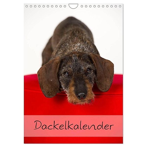 Dackel (Wandkalender 2024 DIN A4 hoch), CALVENDO Monatskalender, Nicole Noack