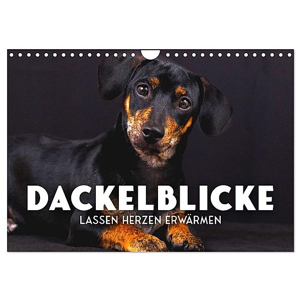 Dackelblicke - Lassen Herzen erwärmen. (Wandkalender 2024 DIN A4 quer), CALVENDO Monatskalender, SF