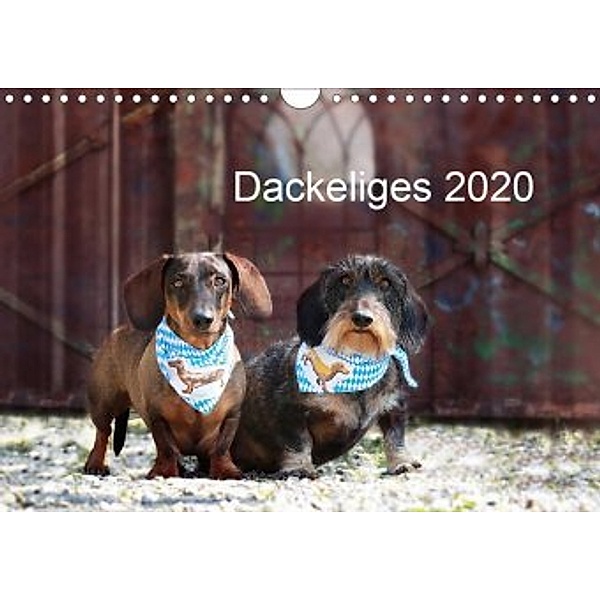 Dackeliges 2020 (Wandkalender 2020 DIN A4 quer), Anja Foto Grafia Fotografie