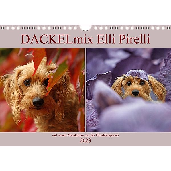 DACKELmix Elli Pirelli (Wandkalender 2023 DIN A4 quer), Kathrin Köntopp