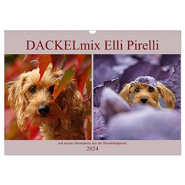 DACKELmix Elli Pirelli (Wandkalender 2024 DIN A3 quer), CALVENDO Monatskalender, Kathrin Köntopp