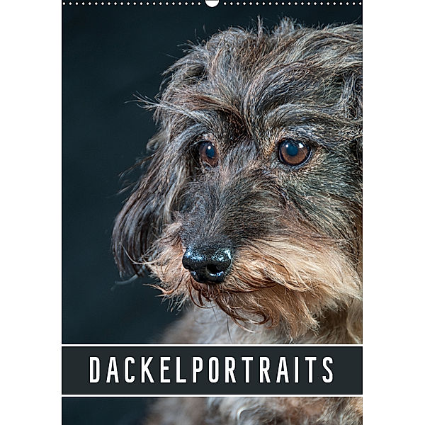 Dackelportraits (Wandkalender 2019 DIN A2 hoch), Susann Kuhr