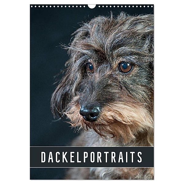 Dackelportraits (Wandkalender 2024 DIN A3 hoch), CALVENDO Monatskalender, Susann Kuhr