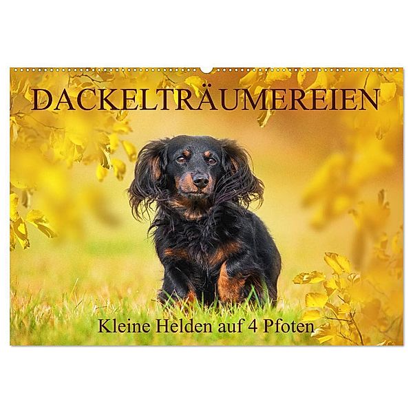 Dackelträumereien - Kleine Helden auf 4 Pfoten (Wandkalender 2024 DIN A2 quer), CALVENDO Monatskalender, Sigrid Starick