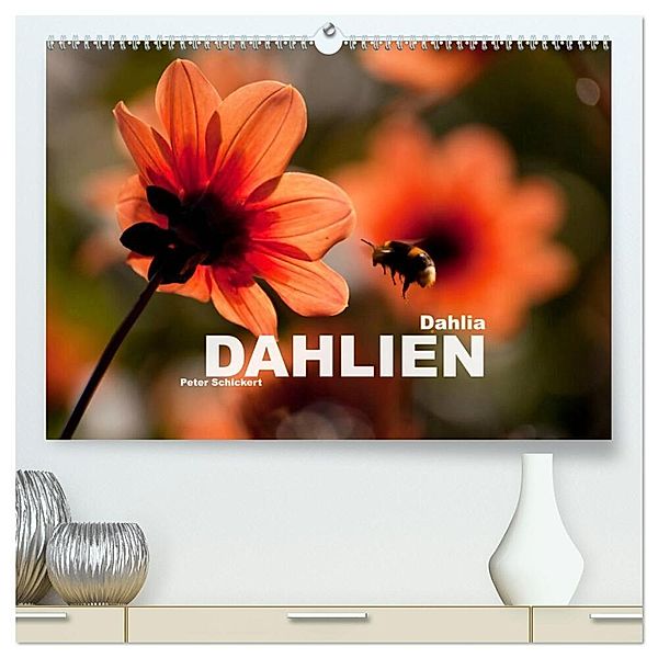 Dahlia - Dahlien (hochwertiger Premium Wandkalender 2024 DIN A2 quer), Kunstdruck in Hochglanz, Peter Schickert