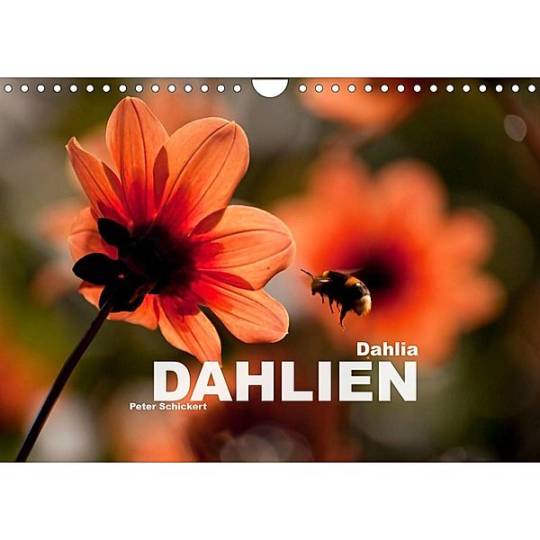 Dahlia - Dahlien (Wandkalender 2023 DIN A4 quer), Peter Schickert