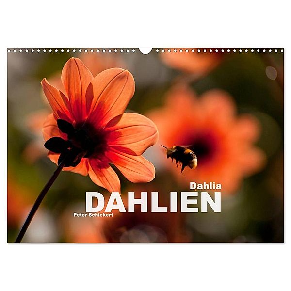 Dahlia - Dahlien (Wandkalender 2024 DIN A3 quer), CALVENDO Monatskalender, Peter Schickert