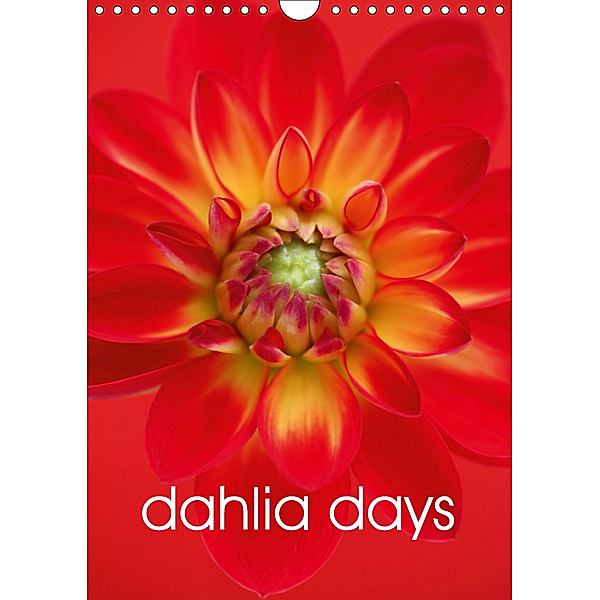 dahlia days (Wall Calendar 2019 DIN A4 Portrait), Brian Haslam