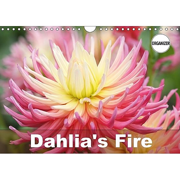 Dahlia's Fire (Wall Calendar 2018 DIN A4 Landscape), Gisela Kruse