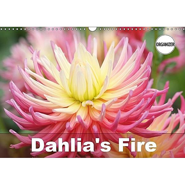 Dahlia's Fire (Wall Calendar 2019 DIN A3 Landscape), Gisela Kruse