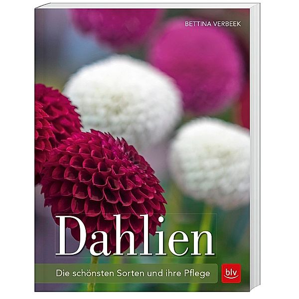 Dahlien, Bettina Verbeek