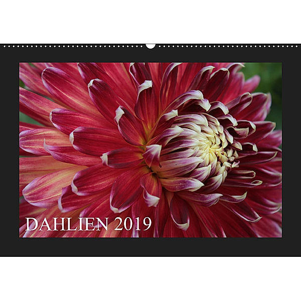 Dahlien 2019 (Wandkalender 2019 DIN A2 quer), Astrid Pustolla