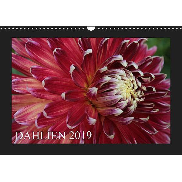 Dahlien 2019 (Wandkalender 2019 DIN A3 quer), Astrid Pustolla