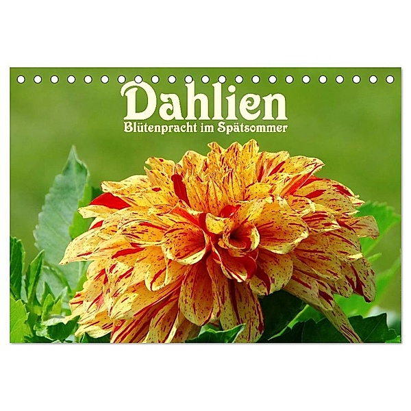 Dahlien - Blütenpracht im Spätsommer (Tischkalender 2024 DIN A5 quer), CALVENDO Monatskalender, LianeM