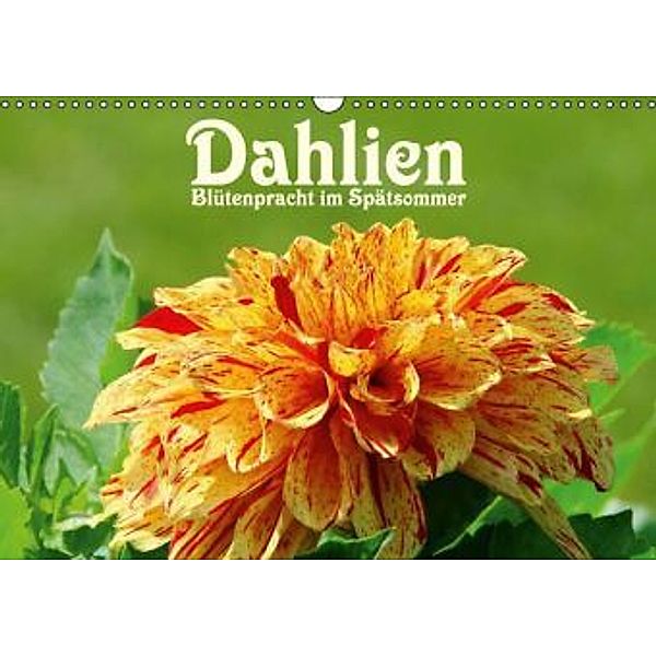 Dahlien - Blütenpracht im Spätsommer (Wandkalender 2015 DIN A3 quer), LianeM