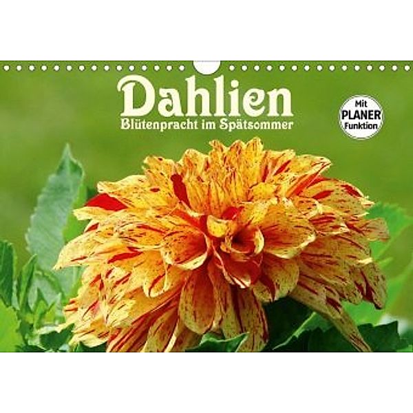 Dahlien - Blütenpracht im Spätsommer (Wandkalender 2020 DIN A4 quer)