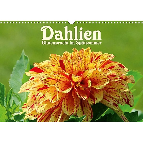 Dahlien - Blütenpracht im Spätsommer (Wandkalender 2021 DIN A3 quer), LianeM