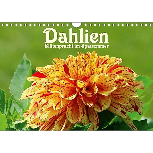 Dahlien - Blütenpracht im Spätsommer (Wandkalender 2021 DIN A4 quer), LianeM
